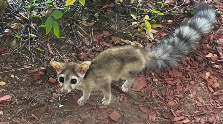 una vista de el pequeño gatito que apareció caminando por la carretera texana.