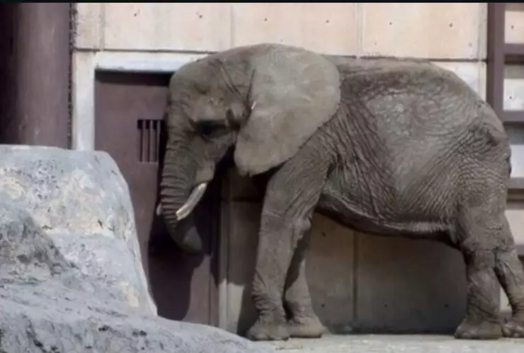 ¿Quién es Ely, la elefanta más triste del mundo_ Aquí la conmovedora historia