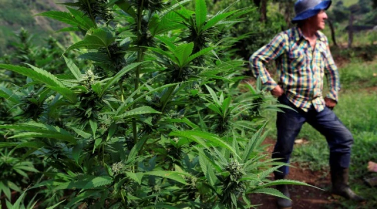 CEPAL pide legalizar las drogas