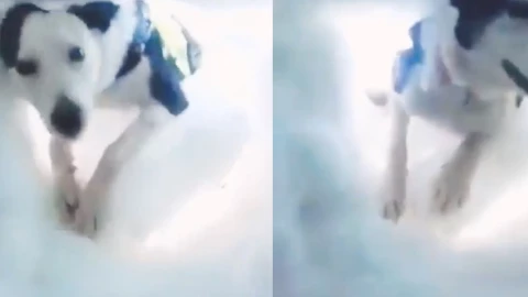 perro rescate hombre nieve