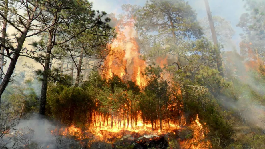 Incendio forestal_Gobierno Edomex.jpg