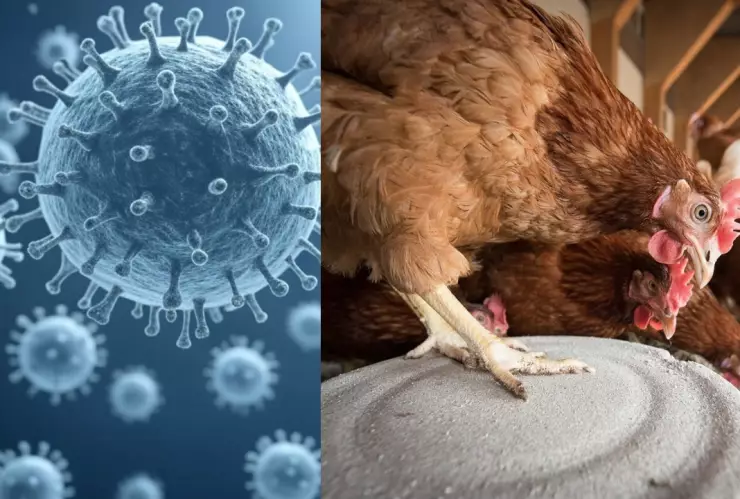 Gripe aviar H5N1 síntomas tras primer caso en México