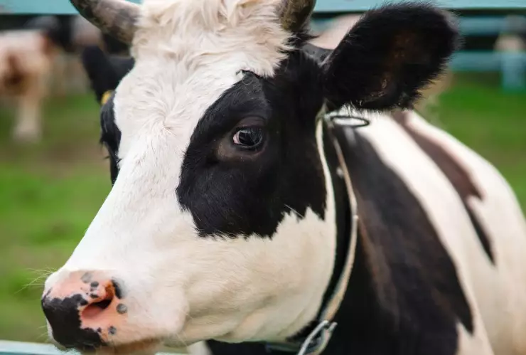 Observaron que vacas abandonadas en Chernobyl se volvieron salvajes
