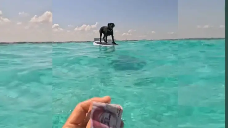 Hombre pasea a su perro en el mar de Cancún y se encuentra con billete sin dueño; video.jpg