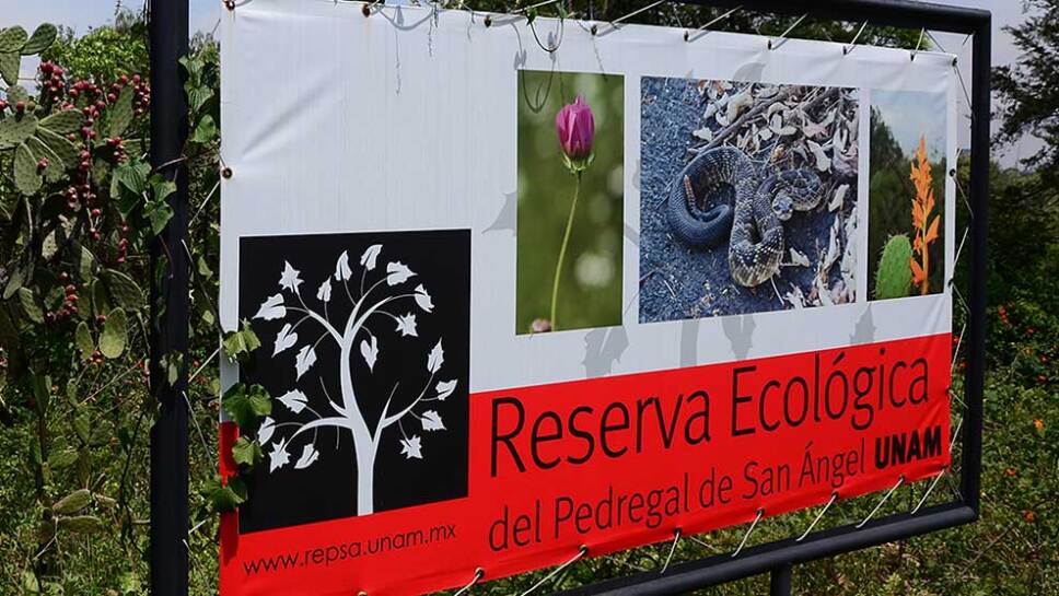 PRI propone cárcel a quien autorice construcciones en zonas de riesgo natural