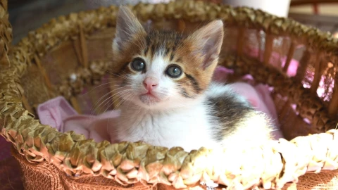 ¿Cómo está el gato que metieron a una lavadora en Uruguay?