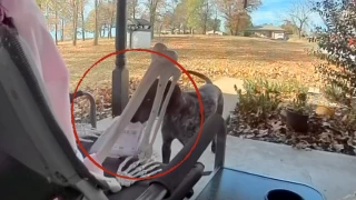 Perrito prófugo fue captado en VIDEO robándose.png