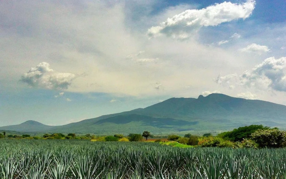 Agave