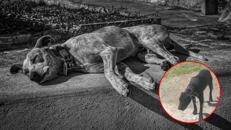 niño viola otra perrita atlixco