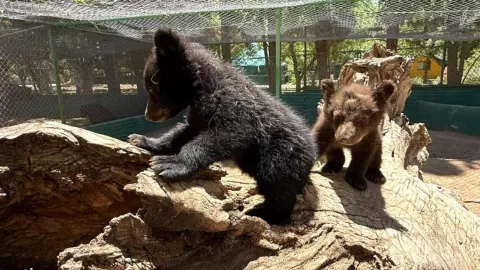 Oseznos en Zoológico de Aldama