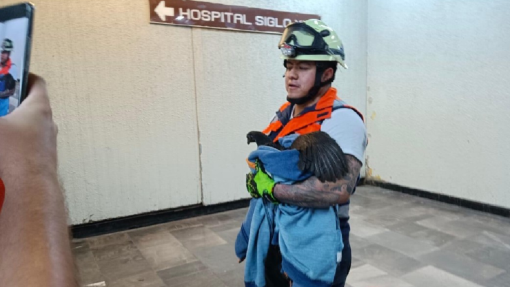 Personal del Metro CDMX rescata a gallina en las vías