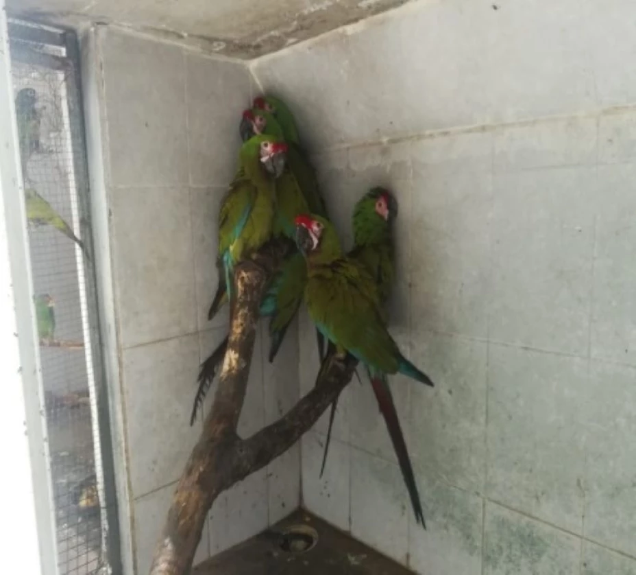 guacamayas