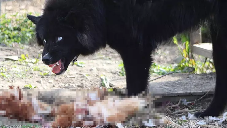 Niño salió a jugar y fue atacado por perros; se lo estaban comiendo