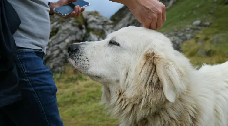 Por-qué-cambiamos-tono-de-voz-hablar-perros-ciencia.jpg