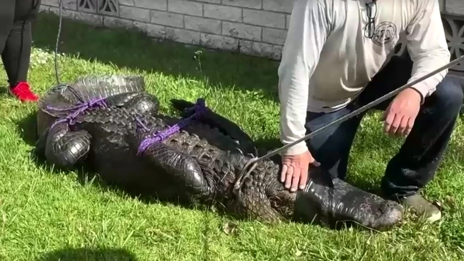 Caimán ataca y mata a mujer que defendía a su perro en Florida