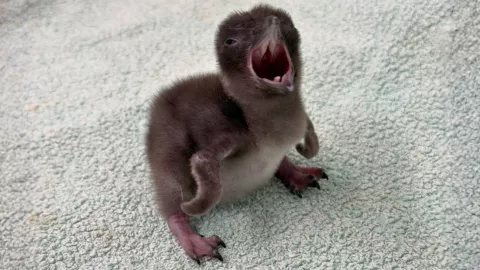 Henry pingüino bebé