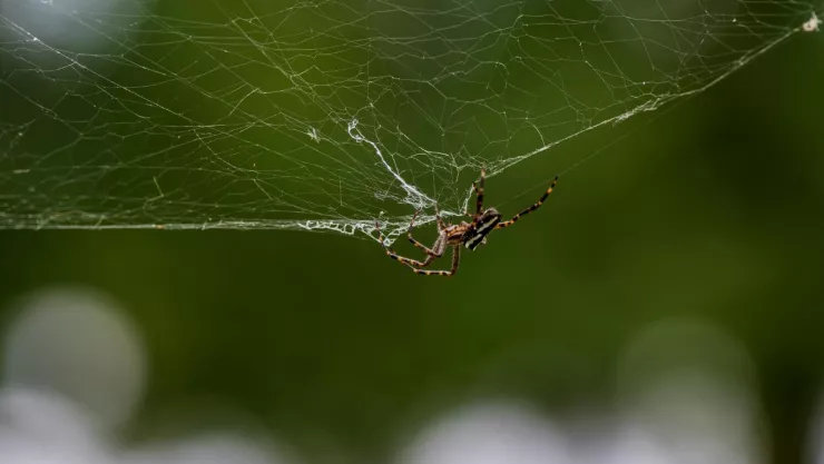 Las 3 característica inconfundibles de una araña violinista: Así puedes identificar un nido en casa