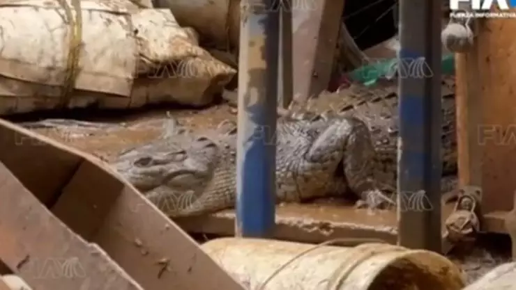Cocodrilos invaden viviendas en Acapulco