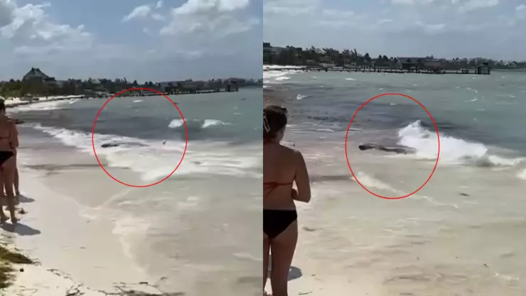 Rescatan a ejemplar de ballena pigmeo encallada en costas de Cancún