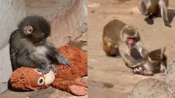 Golpean y rechazan a ‘Punch’.