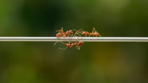 Así puedes eliminar las hormigas de tu casa con un solo ingrediente de cocina