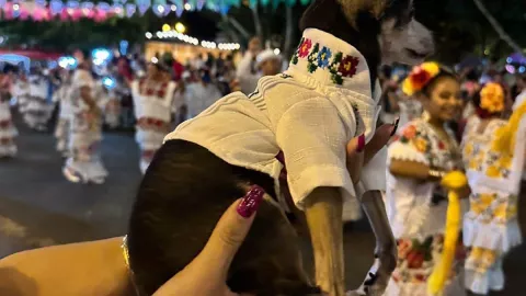 hercules perrito tekax guayaber