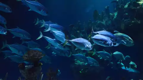 acuarios reabren circos cdmx pandemia.jpg