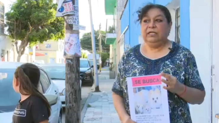 desaparecido-perrito-nicolle