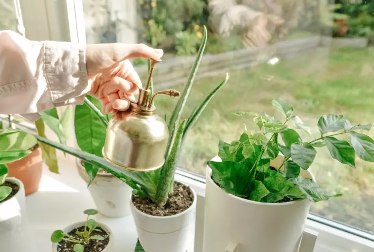 Estas son las 6 plantas que puedes poner en tu casa para ahuyentar a los mosquitos