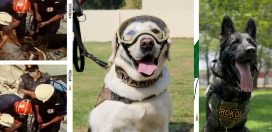 Perros rescatistas en México