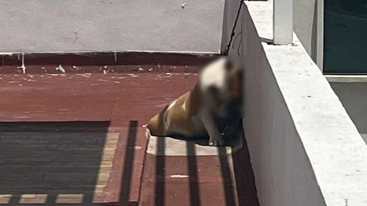 La Factoría niega responsabilidad en muerte de su perro en Puebla