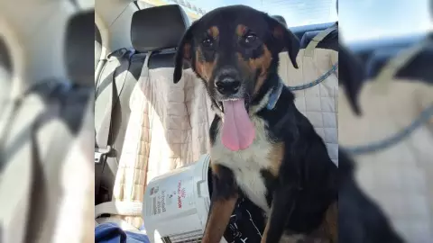 Adoptan a perrito que fue víctima de maltrato animal