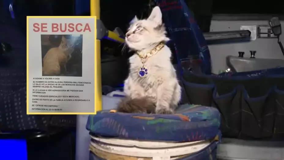 Usuarios roban al gato “zafiro”, de los camiones morados en Puebla