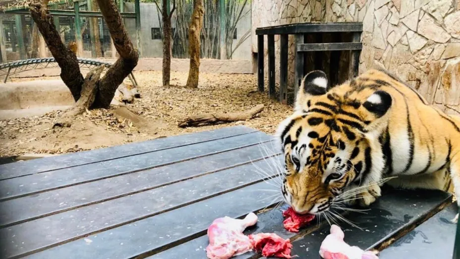 tigre_AZCARM.jpg