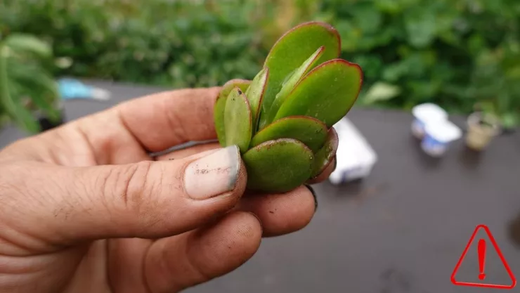 Árbol de Jade Los 3 errores que hacen que pierda sus hojas.jpg