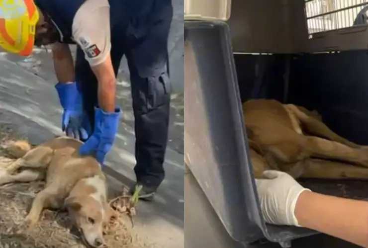 Protección civil rescata a perrito en la colonia Las Troje, en León.png