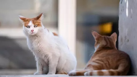 Esterilizaciones gratuitas para gatos en León, Guanajuato
