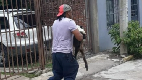 Mono araña en Cuernavaca