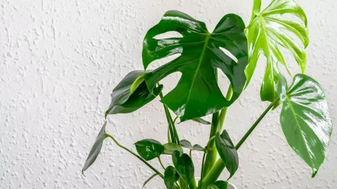 Monstera deliciosa, una de las plantas ornamentales de gran belleza y frescura.