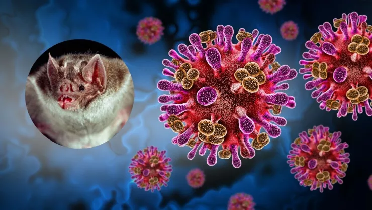 OMS vigila virus Nipah en la India; estos son los síntomas y las formas en que se transmite