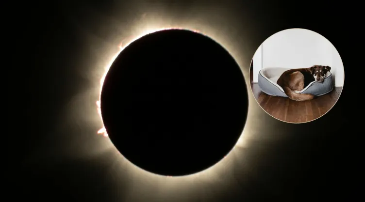 ¿Qué hacer para proteger a tu mascota durante el eclipse solar 2024?