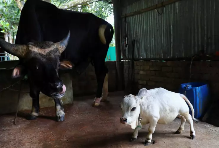 vaca Rani Bangladesh.jpg