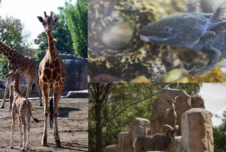 Fotos Chapultepec Sedema.jpeg