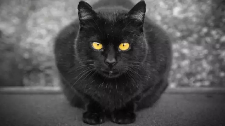 Emiten alerta por gato radioactivo en Japón