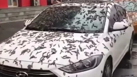 Lluvia de lombrices en China