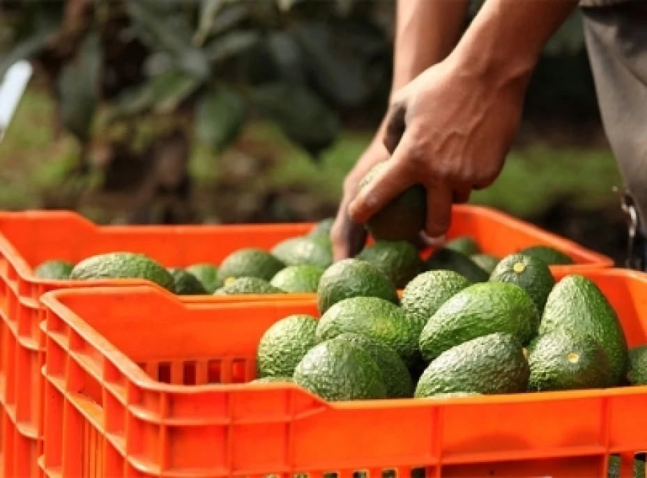 Mercado de aguacates