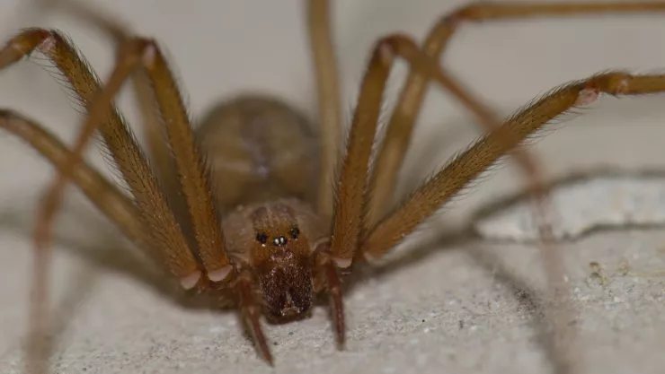 Así es la araña violinista “Tenochtitlán”, la ÚNICA originaria de CDMX y Edomex y cómo diferenciarla de otras especies
