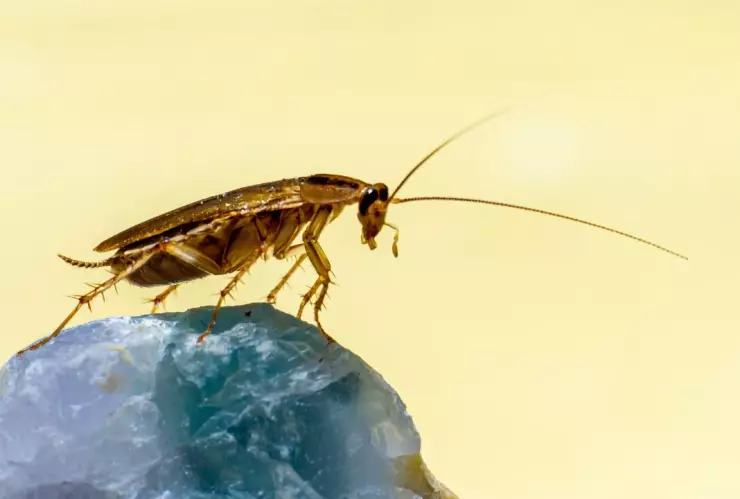 Cucarachas en la cocina: qué alimentos las atraen