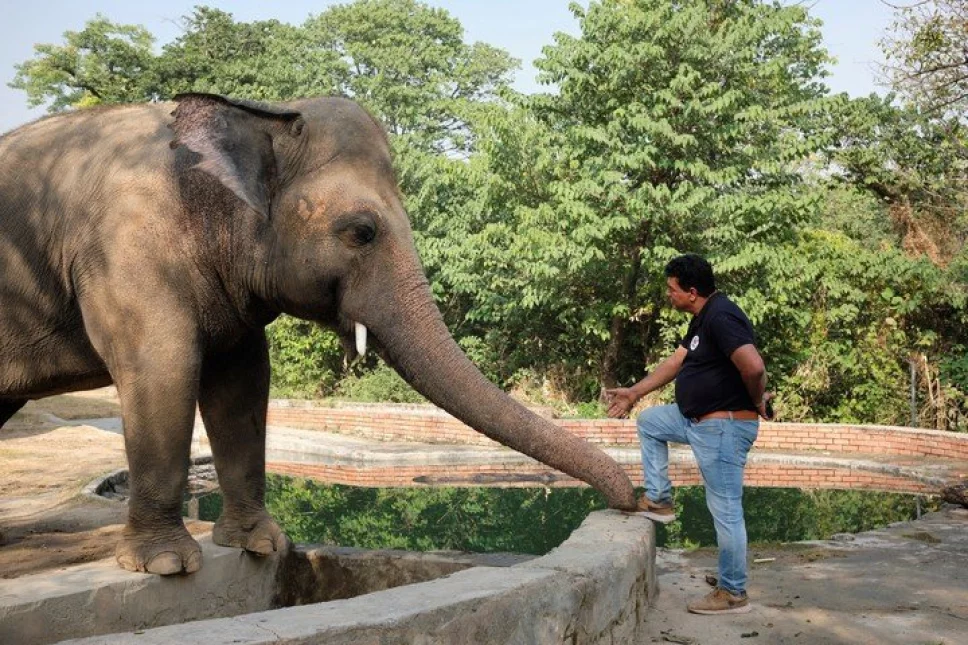 Kaavan, ‘El elefante más triste del mundo’, se prepara para ser libre
