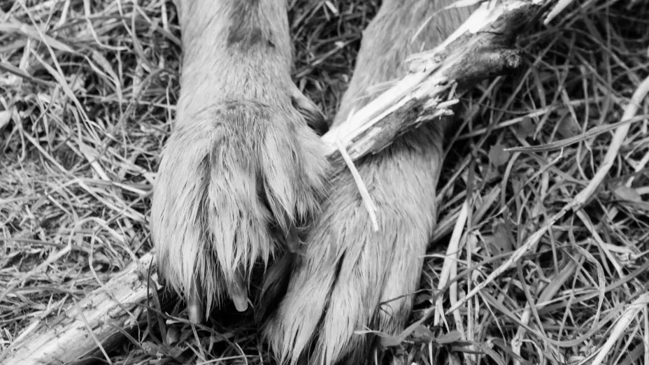 Asesinan a la perrita ‘Kia’; evitó el feminicidio de su dueña